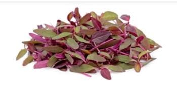 Splendour Seeds Red Amaranthus,Laal Saag,Red Cheera, red spinach vegetable Seeds (100 Grams)