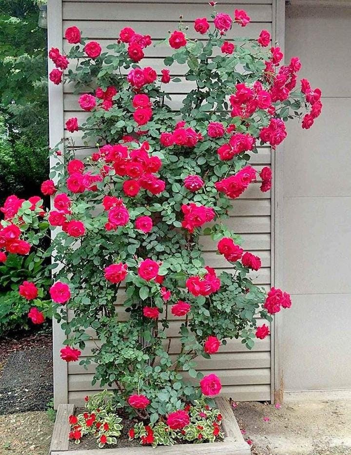 Rose Multicolour Flower Seeds(50 pices)