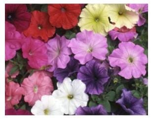Golden Hills Farm Petunia Nana Compacta -Star Mixed 500 seeds