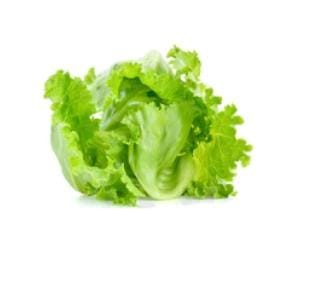 DECOREEN Lettuce Iceberg Vegetable (800  Seeds)