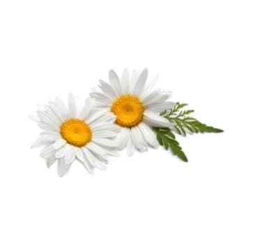 AllThatGrows Chamomile Seeds, Kaimomail, Camomile Flower Exotic Herb Seeds Pack 0.5gm