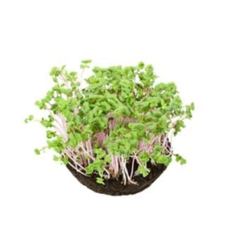 AllThatGrows Radish Pink Microgreens Seeds - 200gms