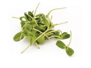 Sunflower (Green Leaf) Microgreen Seeds -(100 gram)