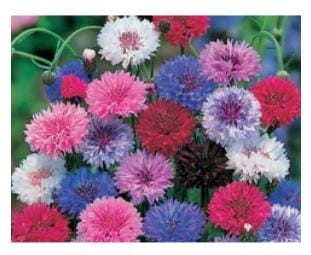DECOREEN CORNFLOWER FROSTY MIXED( SEEDS-200)