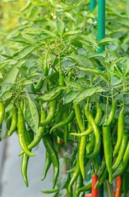 Chilli (Mirch) F-1 Hybride Seeds 1 Packet