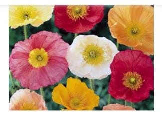 California Poppy Flower Seeds - Eschelozia Mixed Flower Seeds - Pack of 500 Seeds