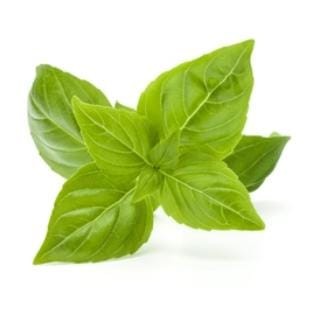 BASIL GREEN Microgreen Seeds (500 Seeds)