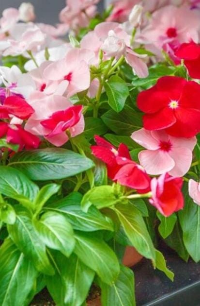 Impatiens Body Dwarf Mix Seeds 1 PACKETS