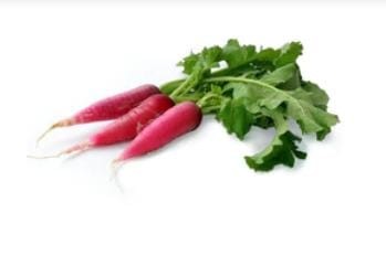 AIREX RADISH FULL RED( SEEDS  - 100)
