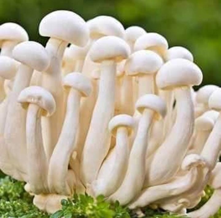 Nodoc mushroom NXx- 2641 hybrid seeds pack of 10 seeds