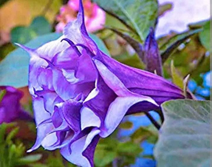 Dhutrah Seeds 1 Packets