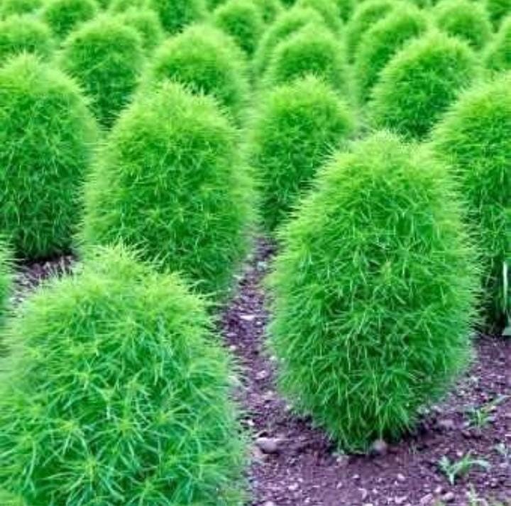 Xolda Kochia Seeds Pack Of 15 Seeds