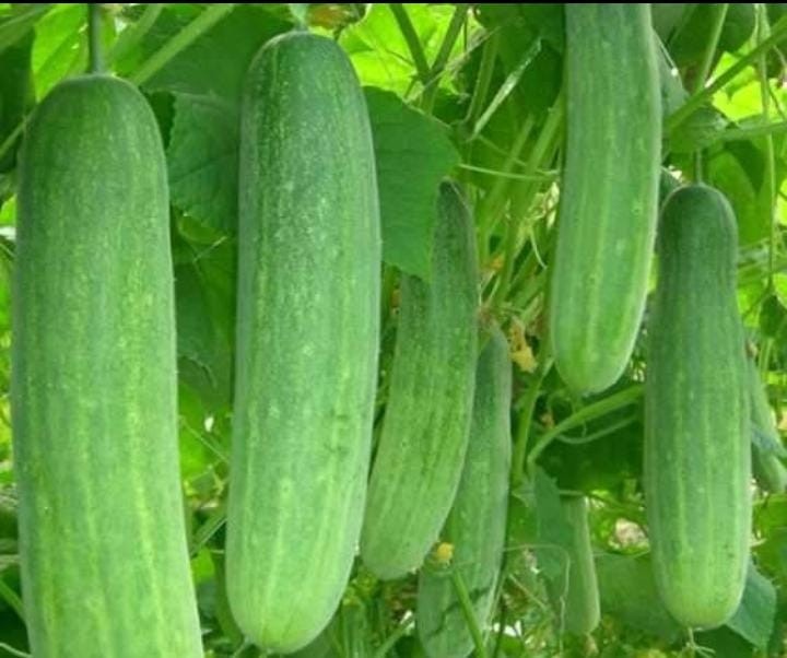Japura Cucumber Seeds 1 Packet