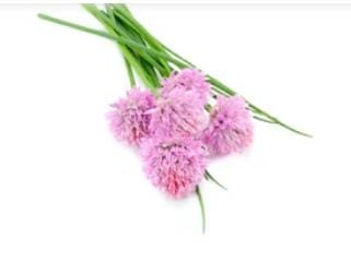 AllThatGrows Chives Seeds, Chive Exotic Herb Garden Seeds Pack of 350 Seeds