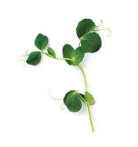INDIA Microgreen Pea Shoots Seed  (100 gram)
