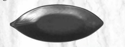 Servewell  Platters Vignette Pack Of 2