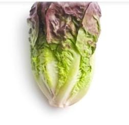 Gromax Vegetable Seeds Lettuce Red Organic F1 Hybrid Seeds - All Season Home Garden Pack Of 800 Seeds