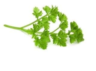 Celery Seed Of( 250 Seed)