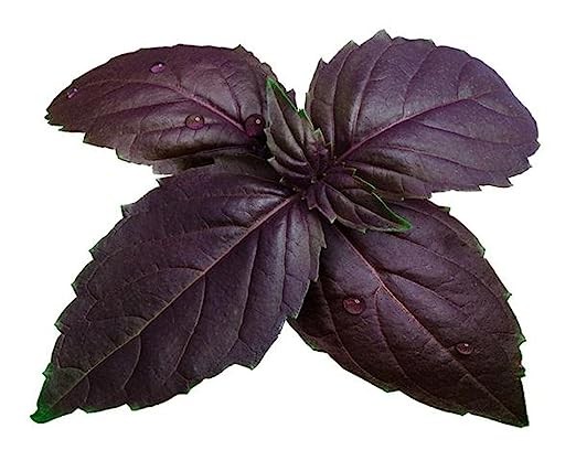 AllThatGrows Purple Basil Seeds, Culinary Ocimum Basilicum Herb Seed Pack of 500 Seeds