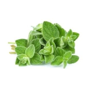 Oregano Seeds (0.5 Gram)