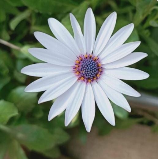 Dimorphotheca Glistening White Seeds 1 Packet