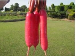 AllThatGrows Radish Seeds, Chinese Pink Radish Seeds, 100 Mooli Seeds for Kitchen Garden by AllThatGrows