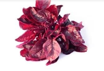 Amaranthus Red Seeds ( 50 Seeds)