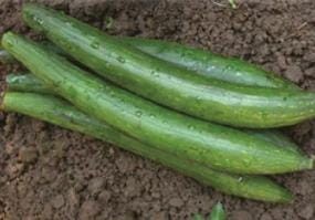 Sponge Gourd F1 Hybrid Seeds Pack Of 20 Seeds