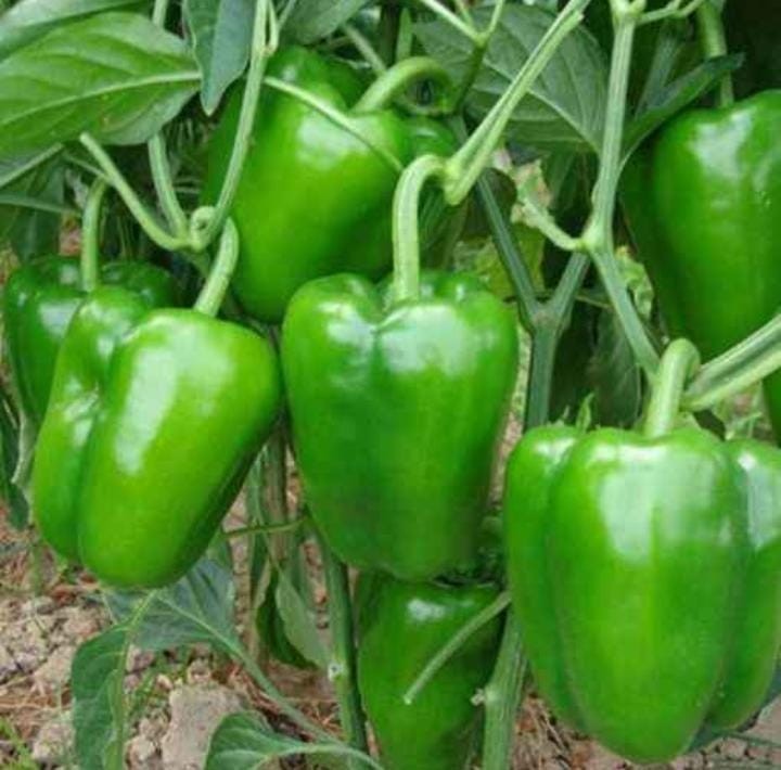 Mozette Green Capsicum (Shimla Mirch)Pack Of  45 Seeds