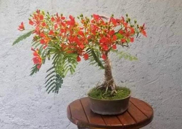 Tree Seeds For Bonsai