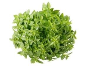 Green Sweet Genovese Basil Organic 500 Seeds Pack