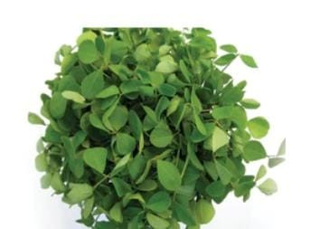 AllThatGrows Kasuri Methi 400 Seeds
