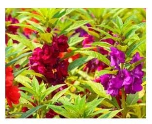 AllThatGrows Balsam Rose Flower Mixed Flower Seeds Pack of 100 Seeds